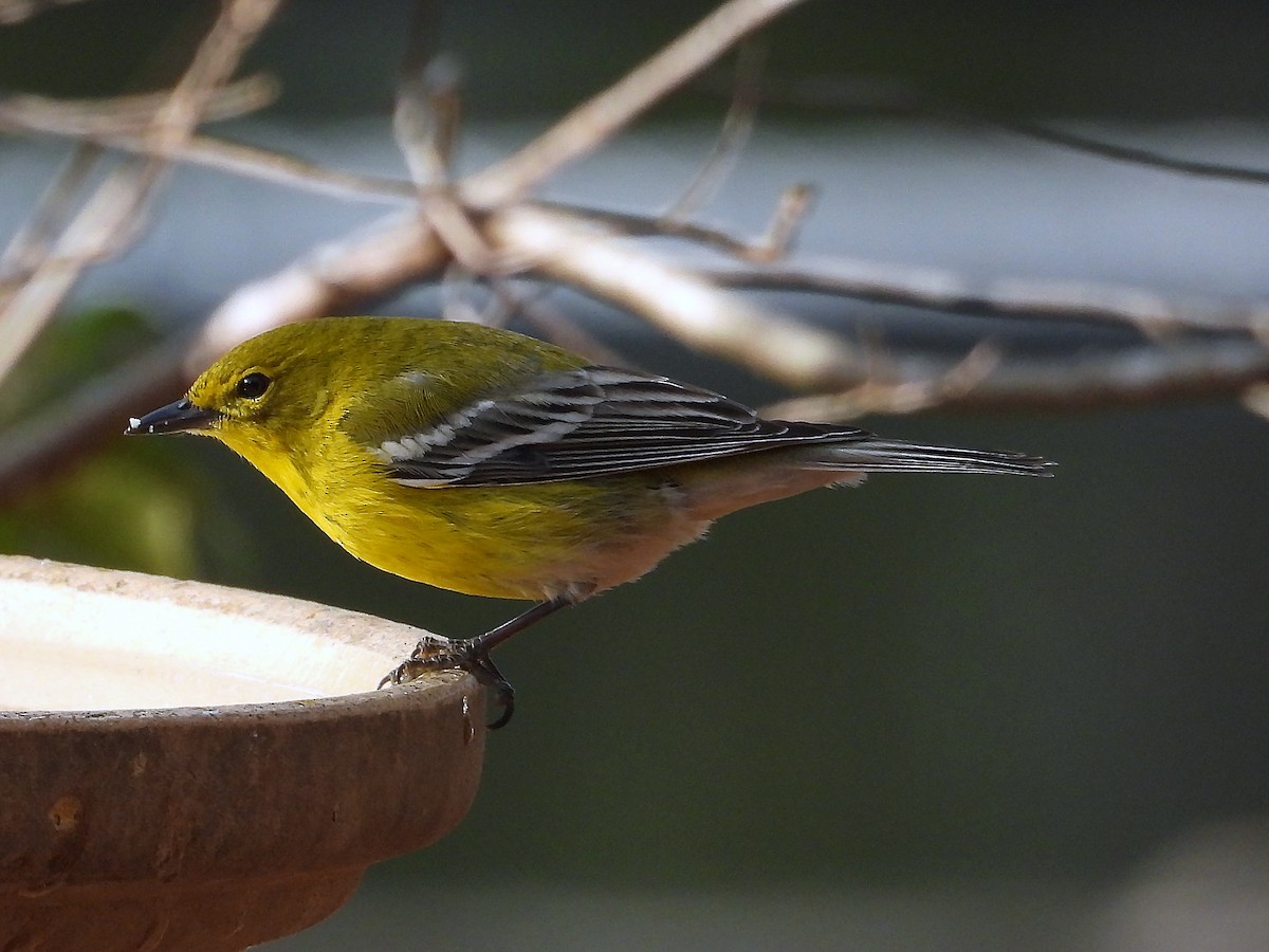 マツアメリカムシクイ - ML652262021