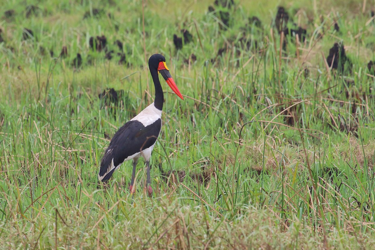 クラハシコウ - ML652262030