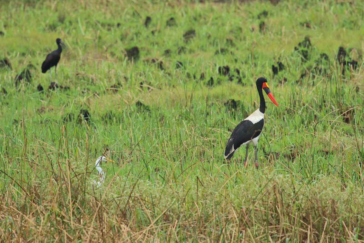 クラハシコウ - ML652262031