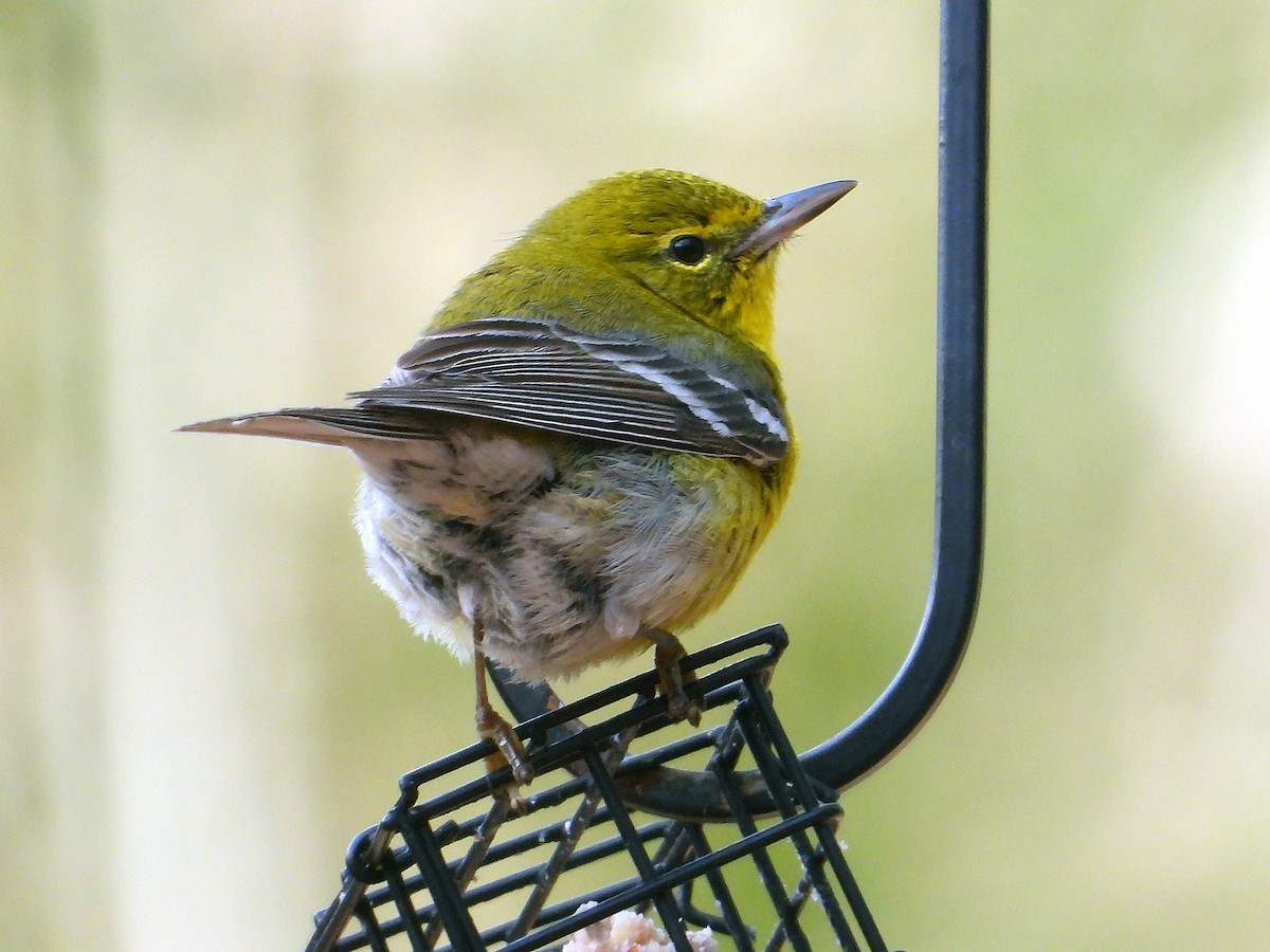 マツアメリカムシクイ - ML652262073