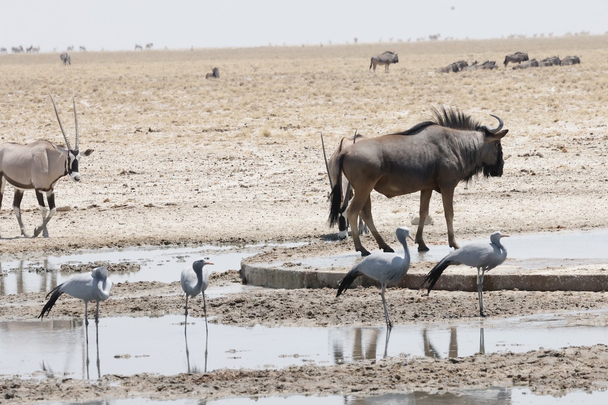 Blue Crane - ML652262179