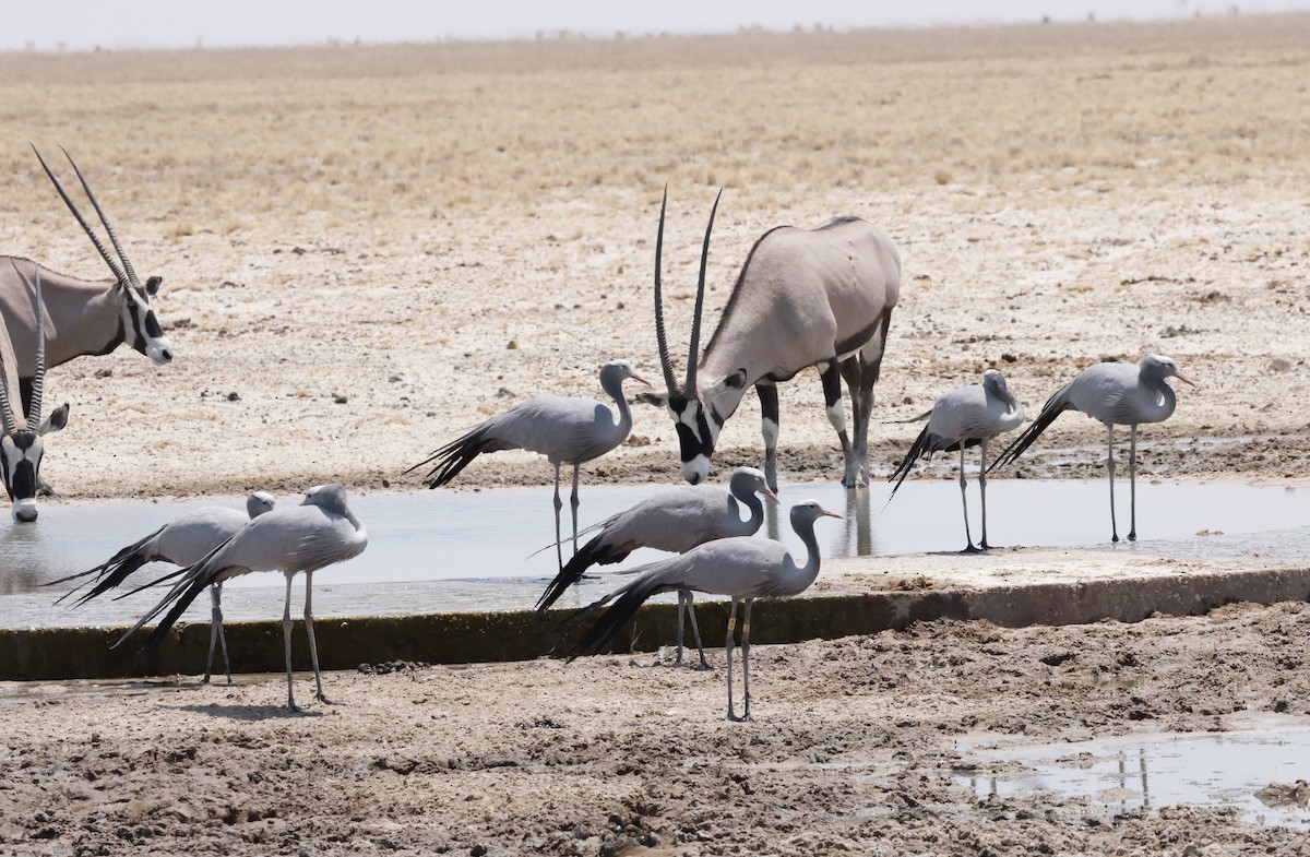 Blue Crane - ML652262180