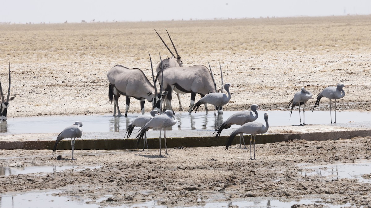 Blue Crane - ML652262181