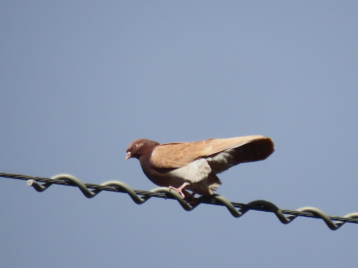 Rock Pigeon (Feral Pigeon) - ML652262391