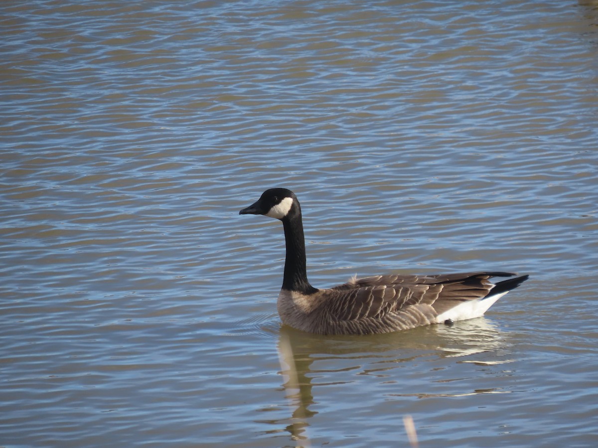 Cackling Goose - ML652262442