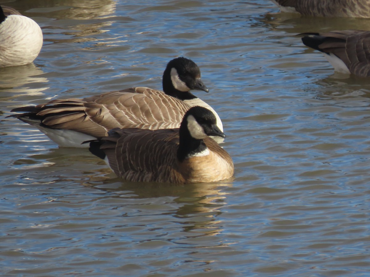 Cackling Goose - ML652262443