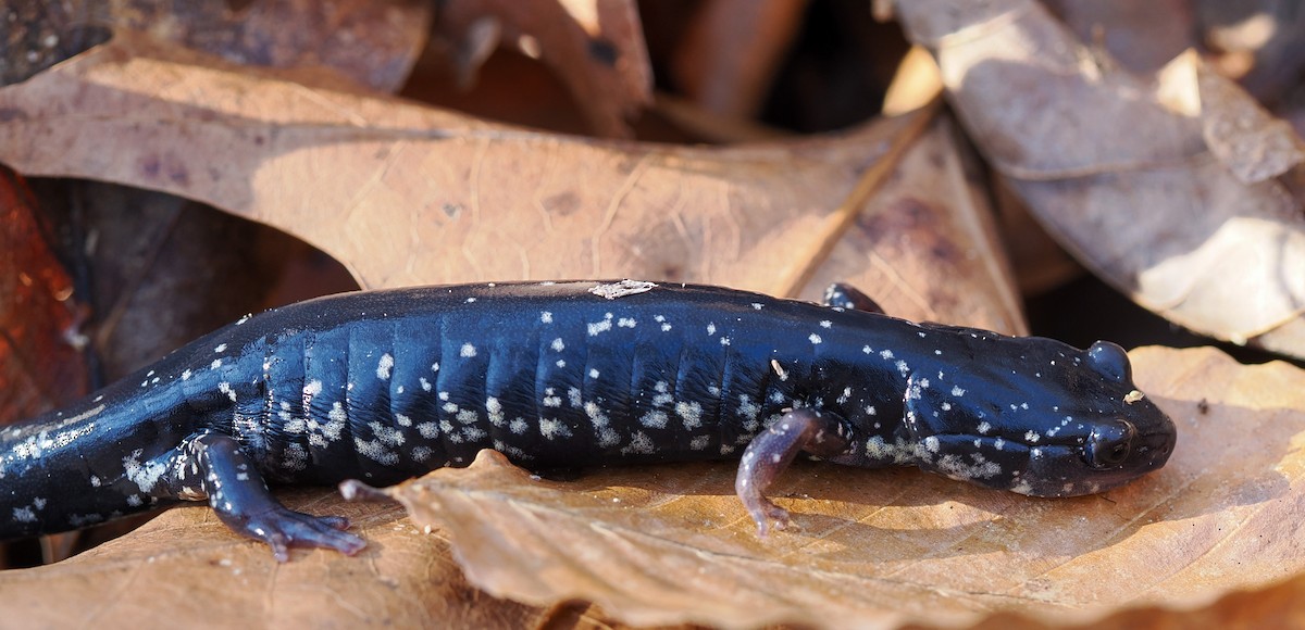 White-spotted Slimy Salamander - ML652262606