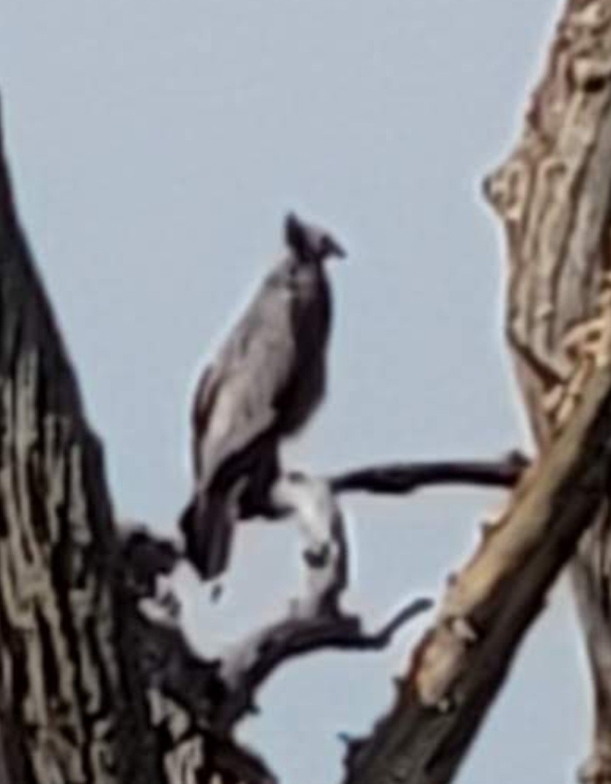 Crowned Eagle - ML652262961