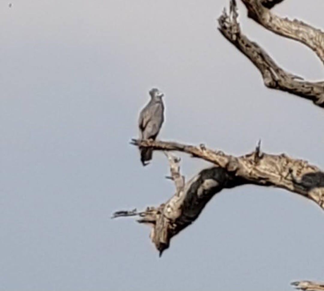 Crowned Eagle - ML652262962