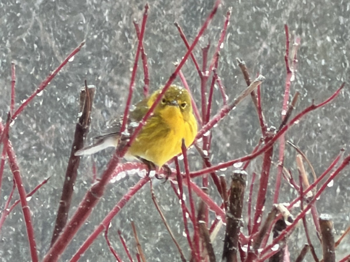 マツアメリカムシクイ - ML652263031