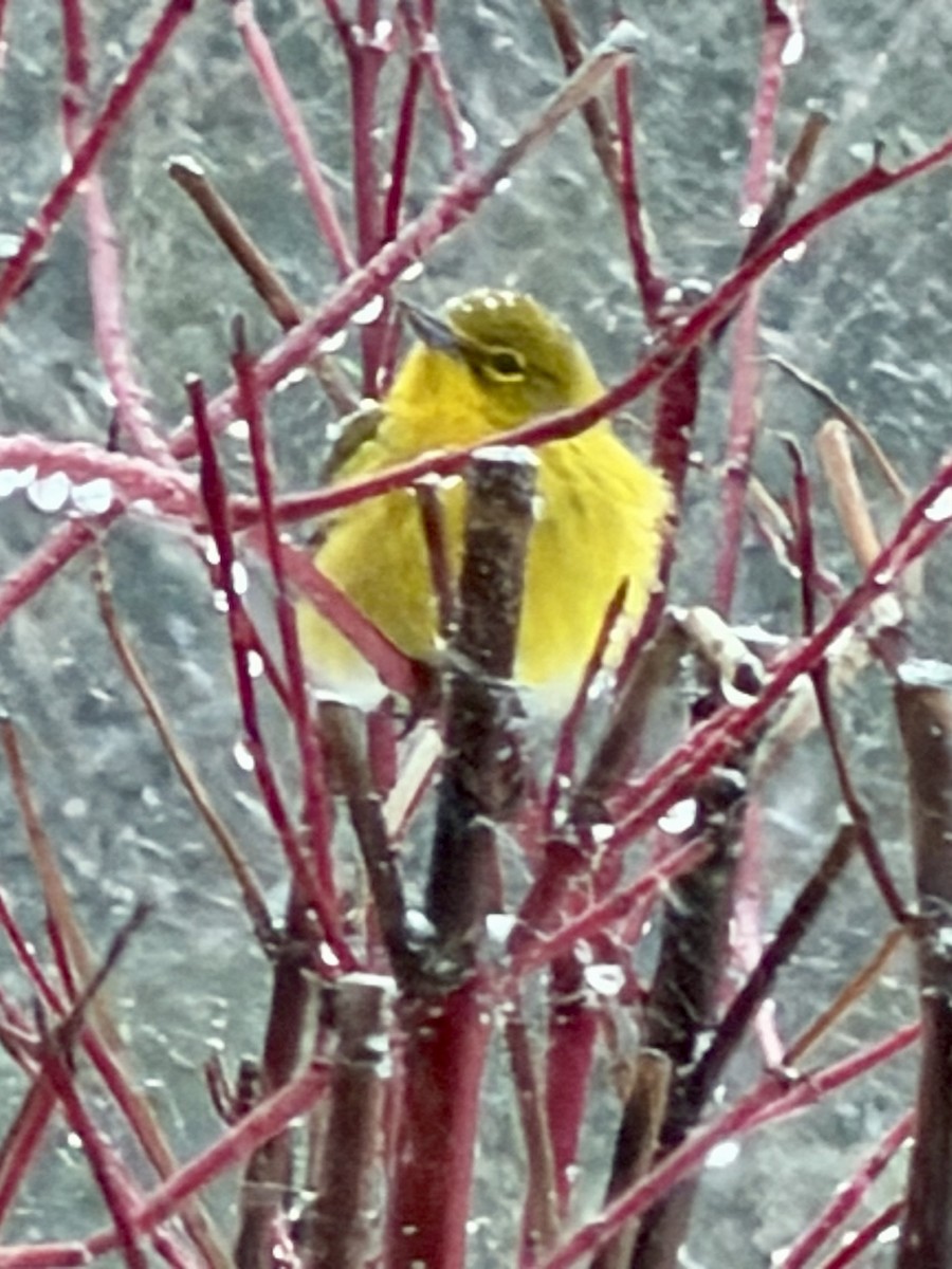 マツアメリカムシクイ - ML652263150