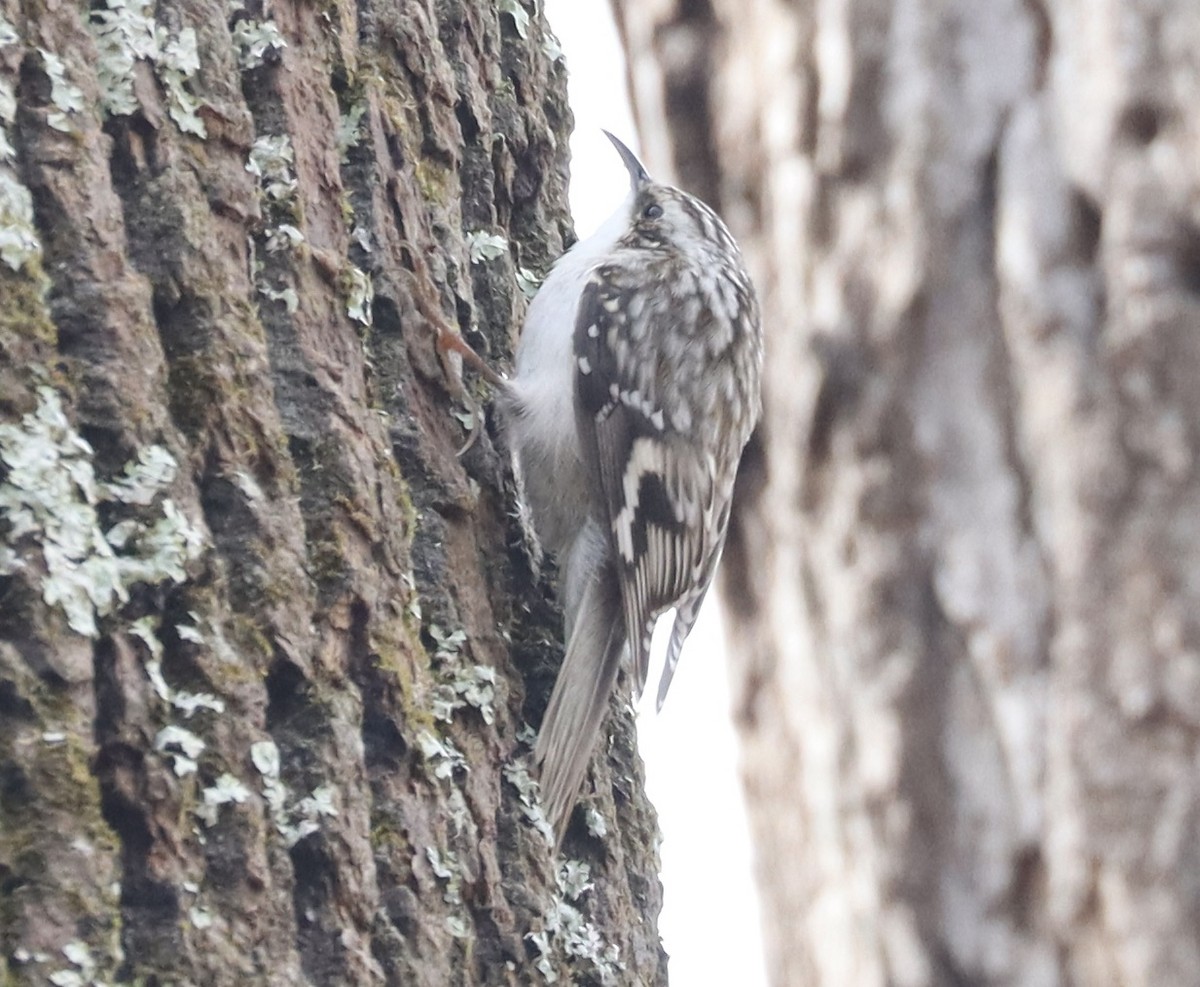 Brown Creeper - ML652263221