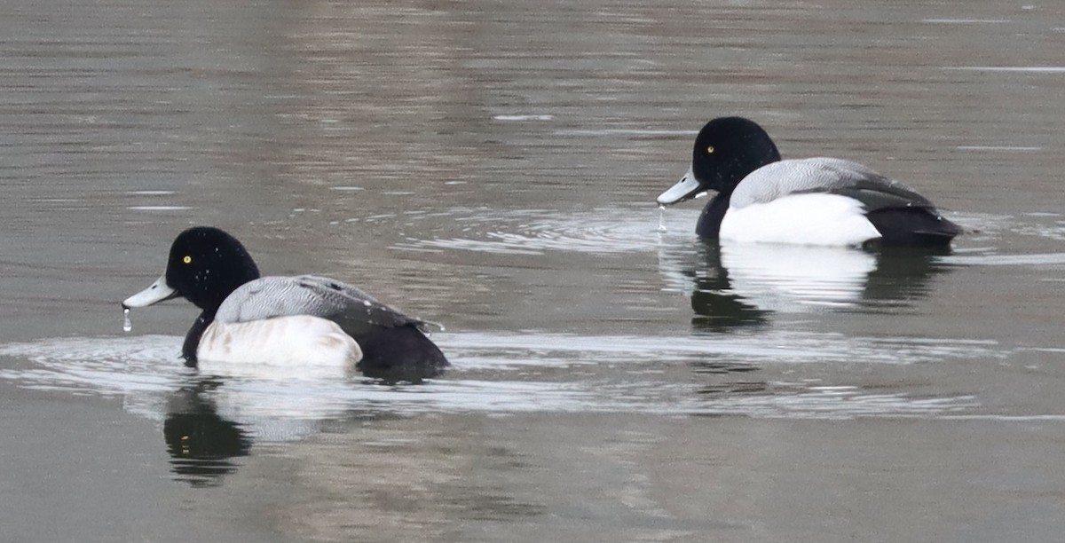 Greater Scaup - ML652263237