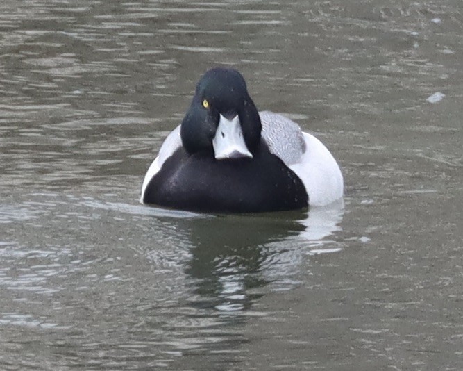 Greater Scaup - ML652263238