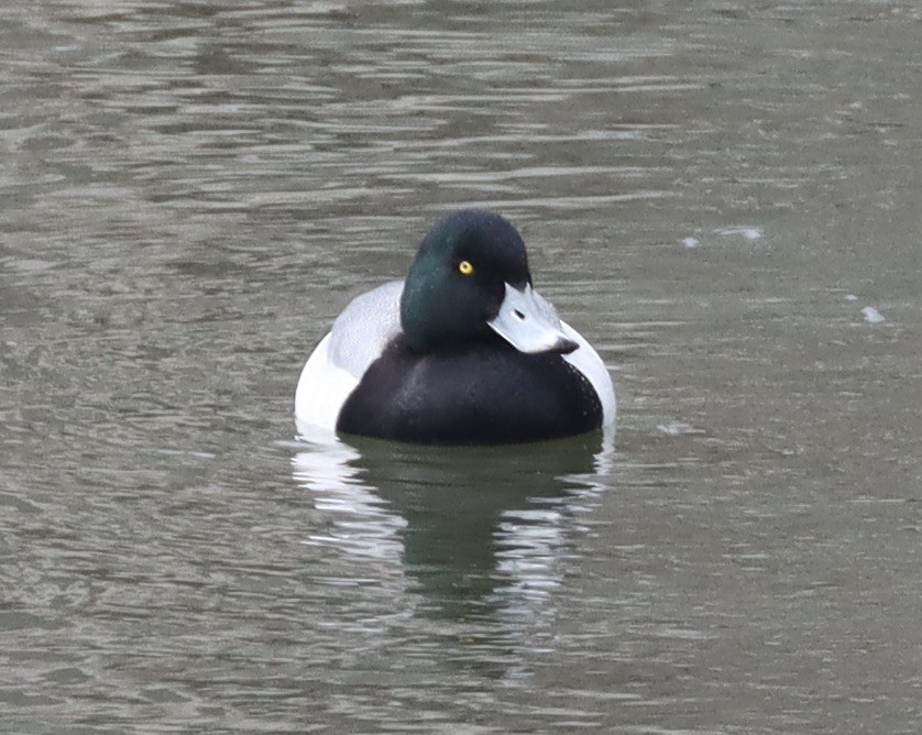 Greater Scaup - ML652263239