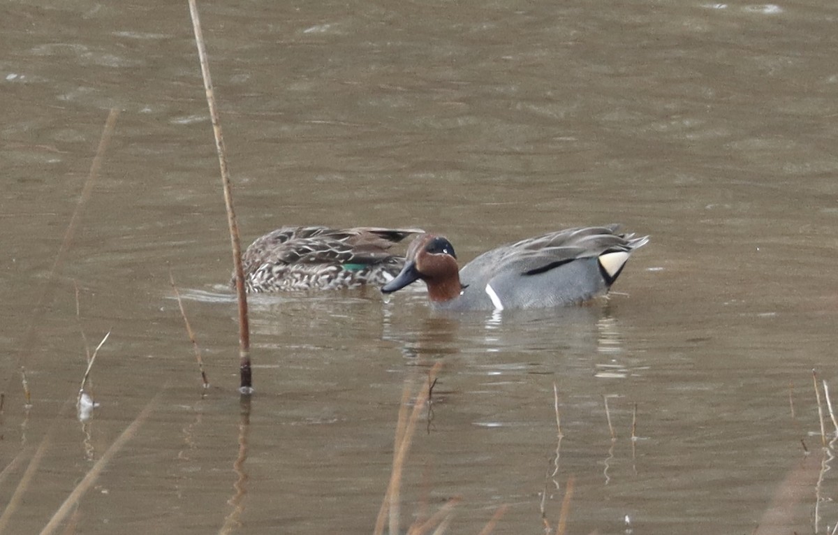 Green-winged Teal - ML652263245