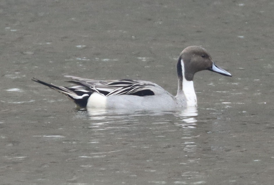 Northern Pintail - ML652263252