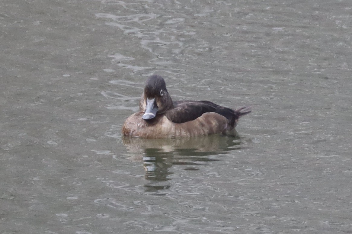 Ring-necked Duck - ML652263259