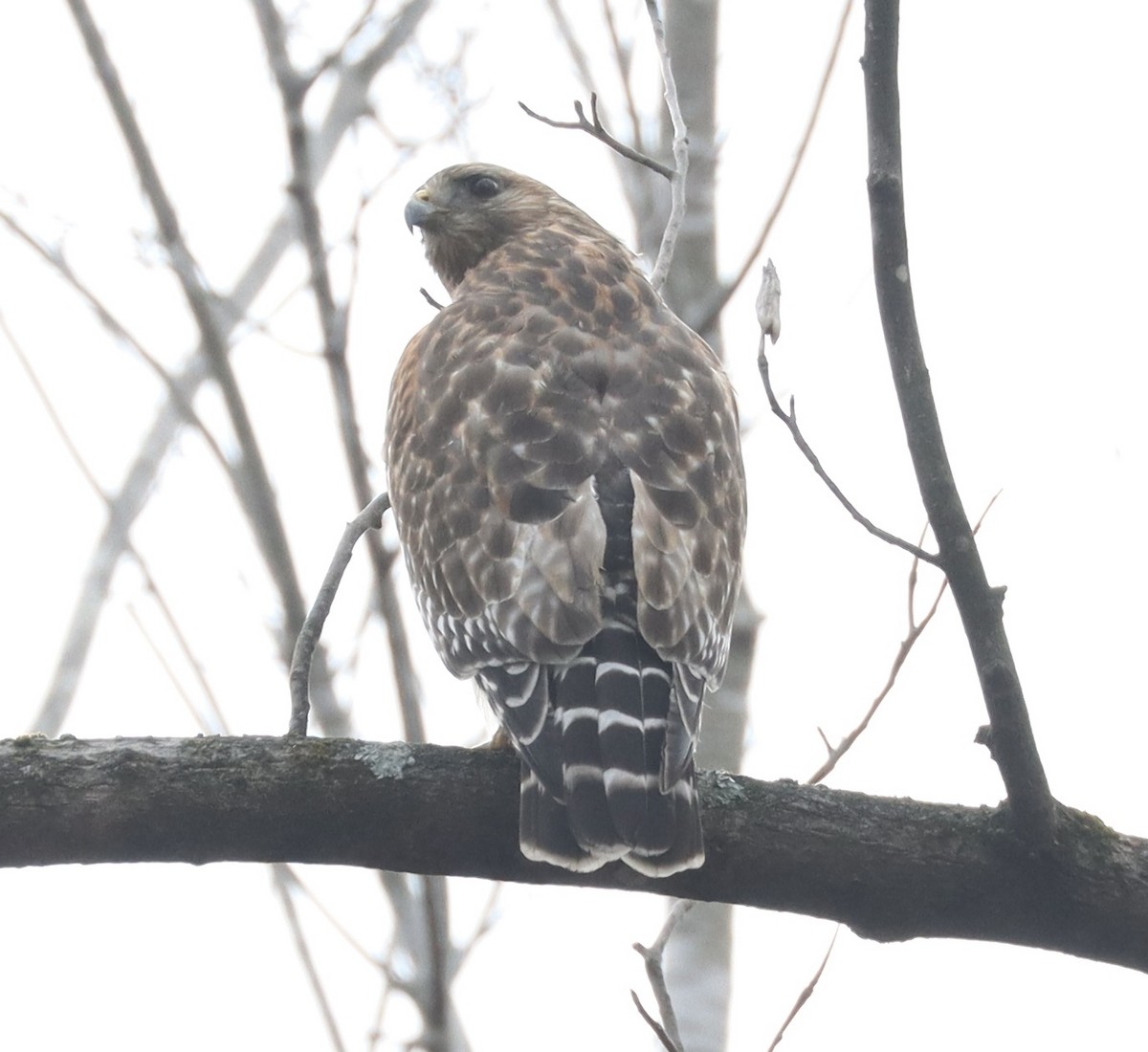 Red-shouldered Hawk - ML652263260