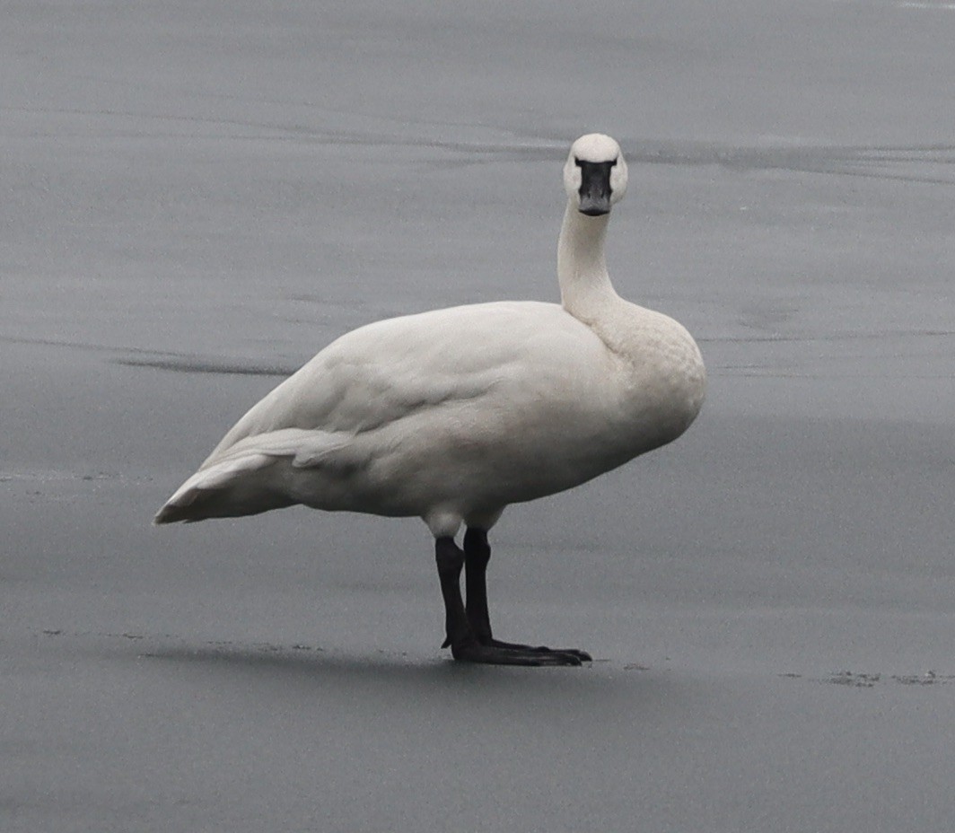 Tundra Swan - ML652263281