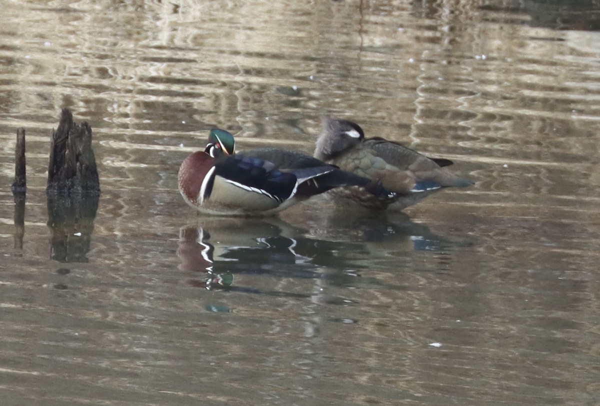 Wood Duck - ML652263288