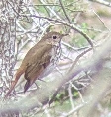 Hermit Thrush - ML652263494