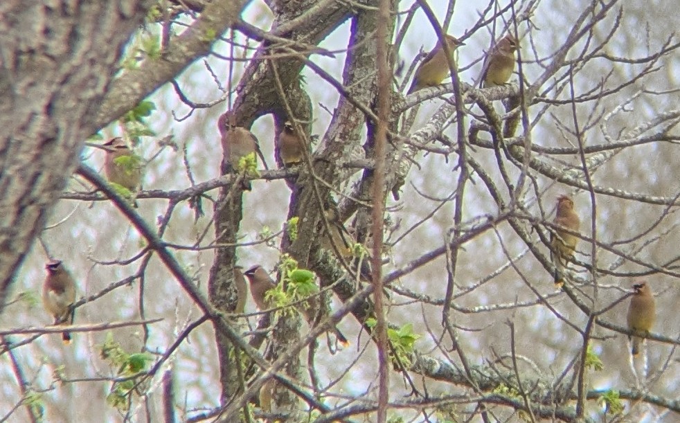 Cedar Waxwing - ML652263504