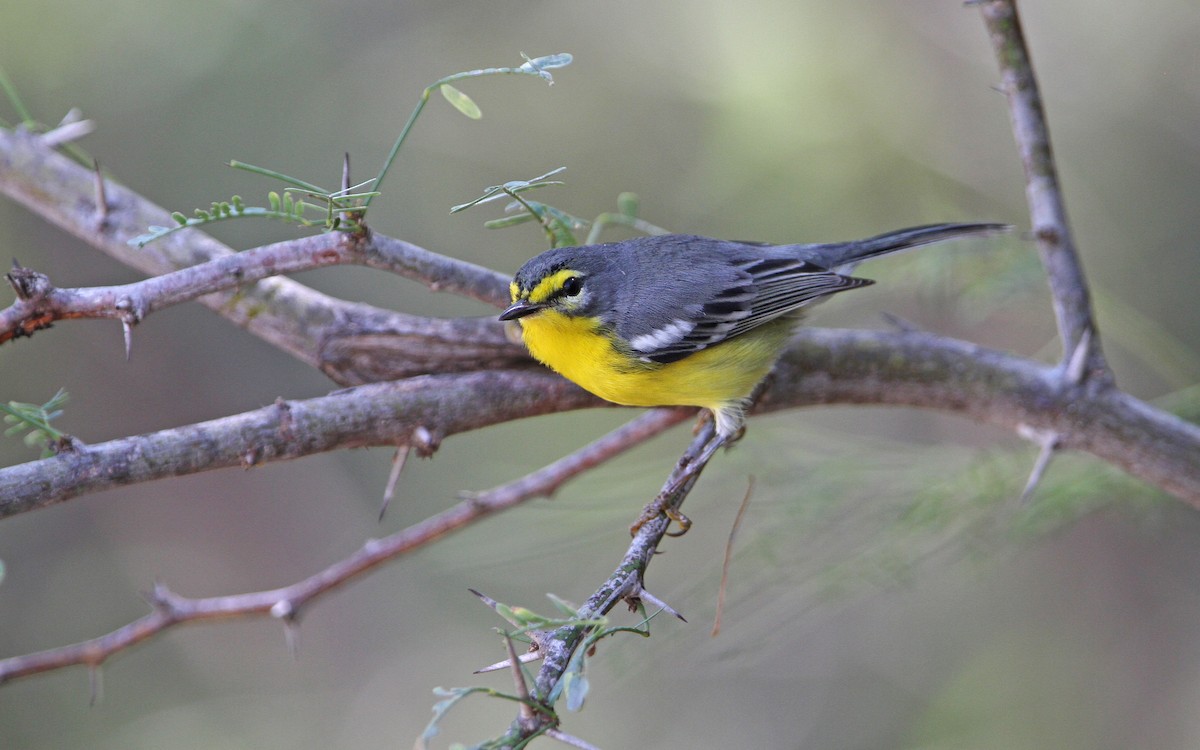 Adelaide's Warbler - Christoph Moning
