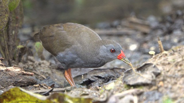 Пастушок золотодзьобий - ML652263610