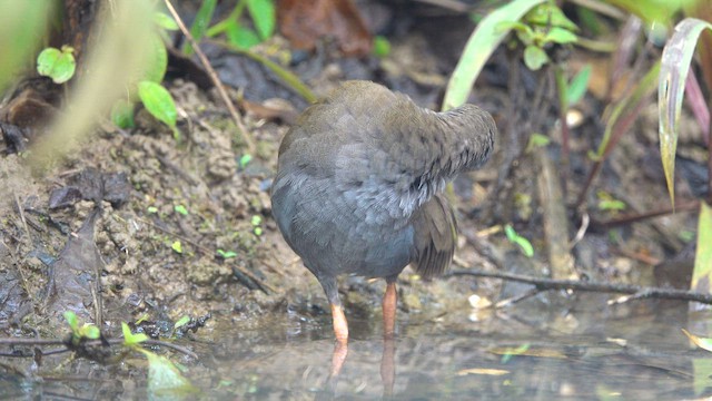 Пастушок золотодзьобий - ML652263755