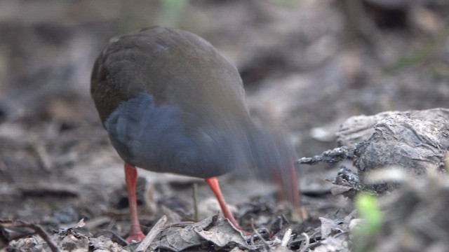 Пастушок золотодзьобий - ML652263911