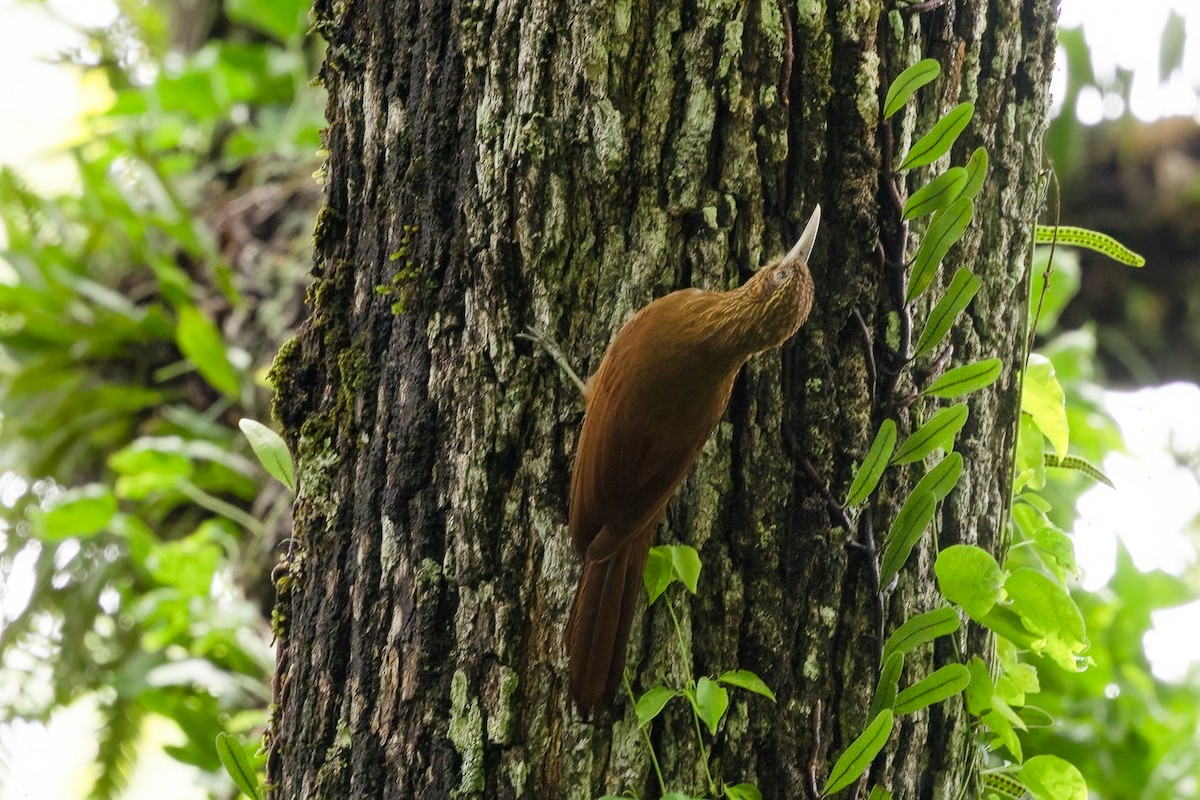 Black-banded Woodcreeper - ML652263915