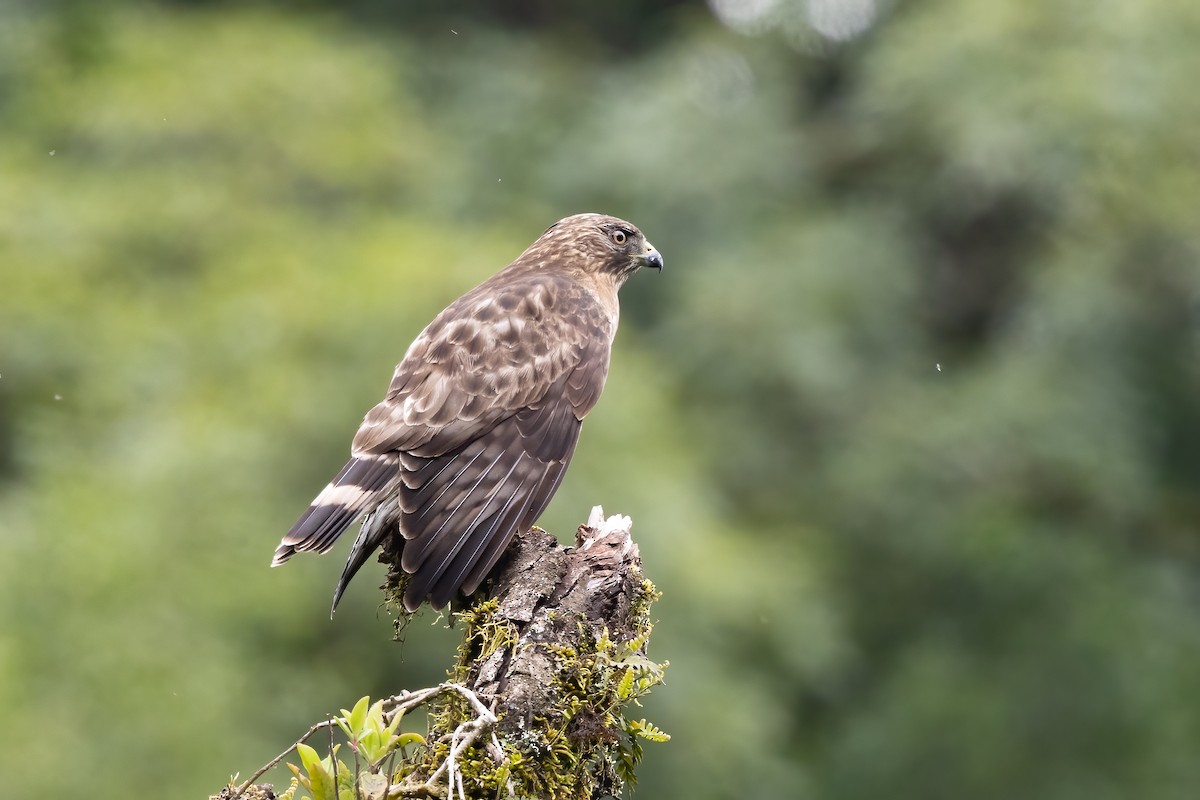 Broad-winged Hawk - ML652263925
