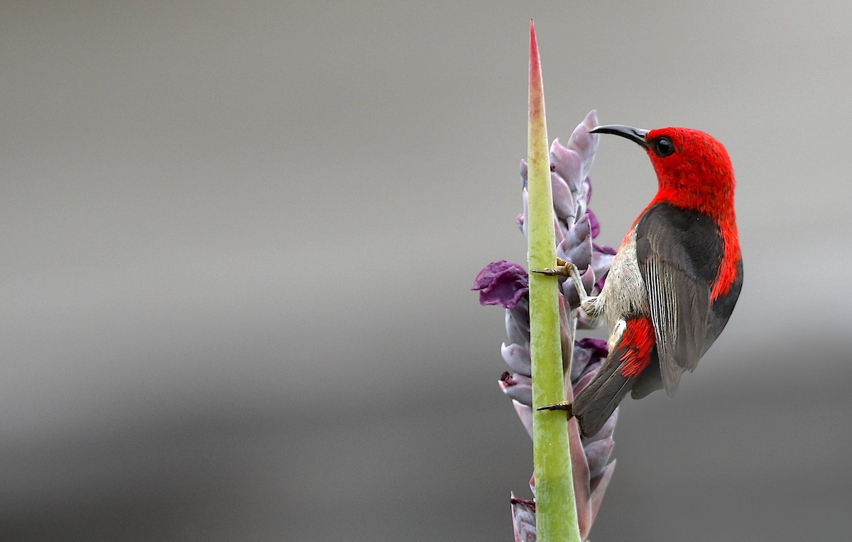Сулавесская медовка - ML652264068