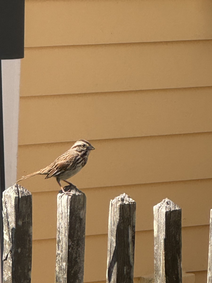 Song Sparrow - ML652264261
