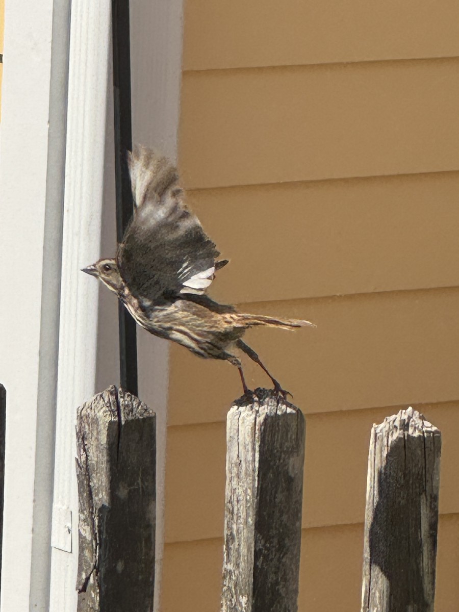 Song Sparrow - ML652264287