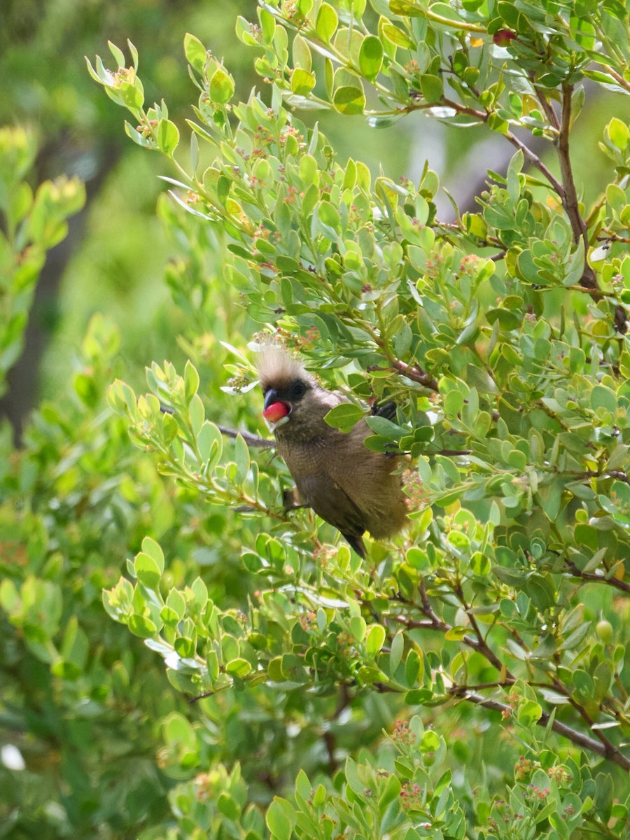 Speckled Mousebird - ML652264332
