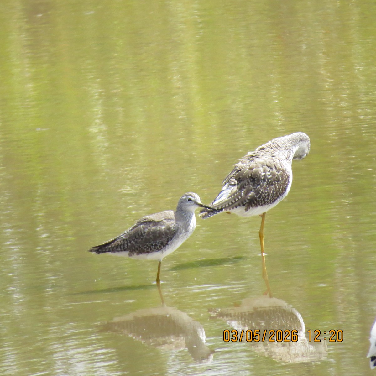 Желтоногий улит - ML652264428