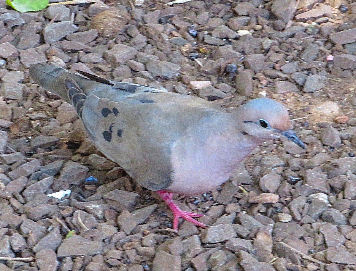 Eared Dove - ML652264466
