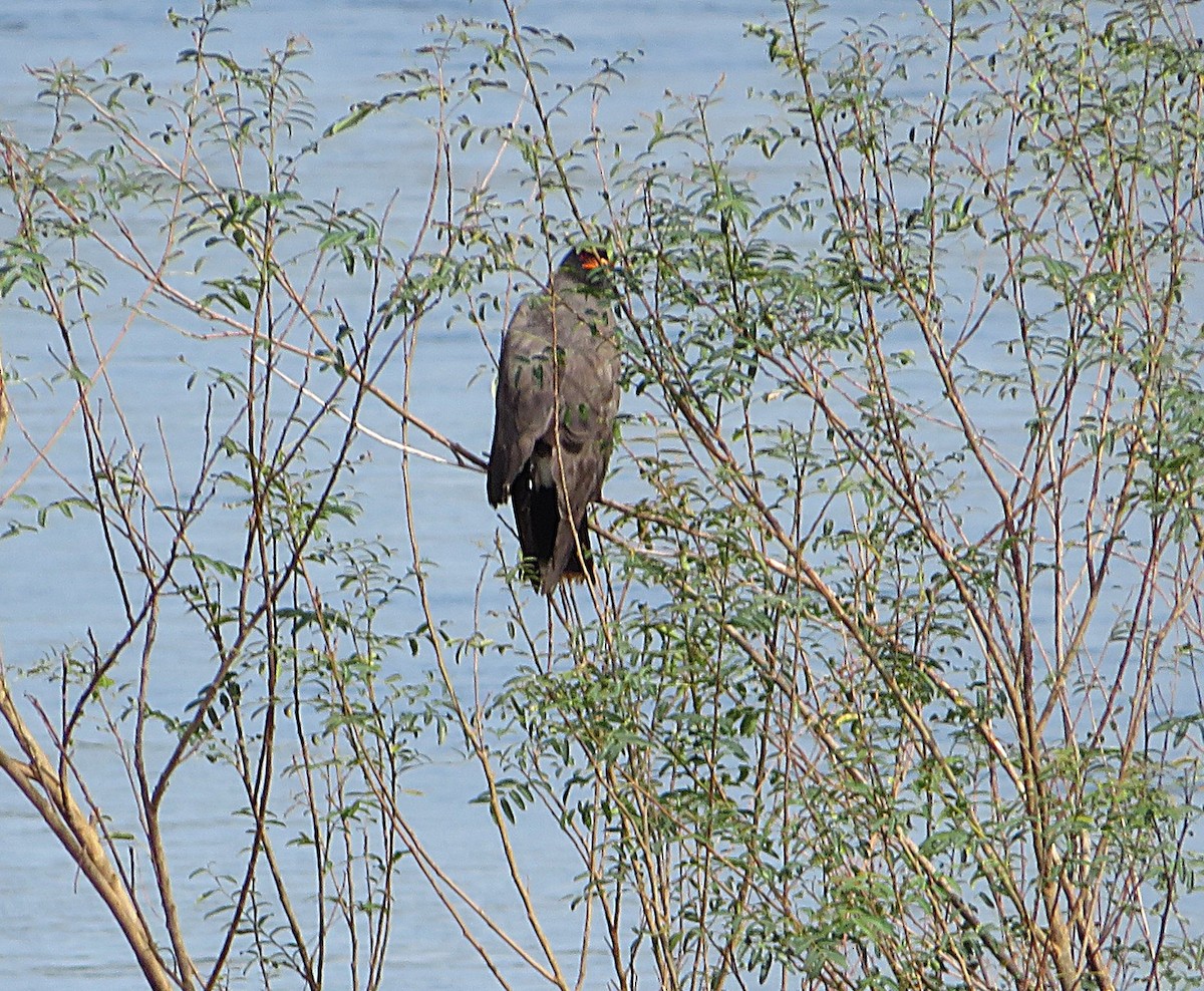 Snail Kite - ML652264494