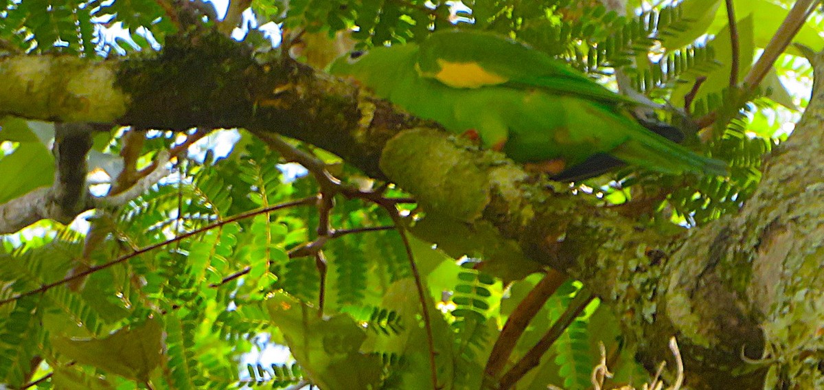 Yellow-chevroned Parakeet - ML652264501