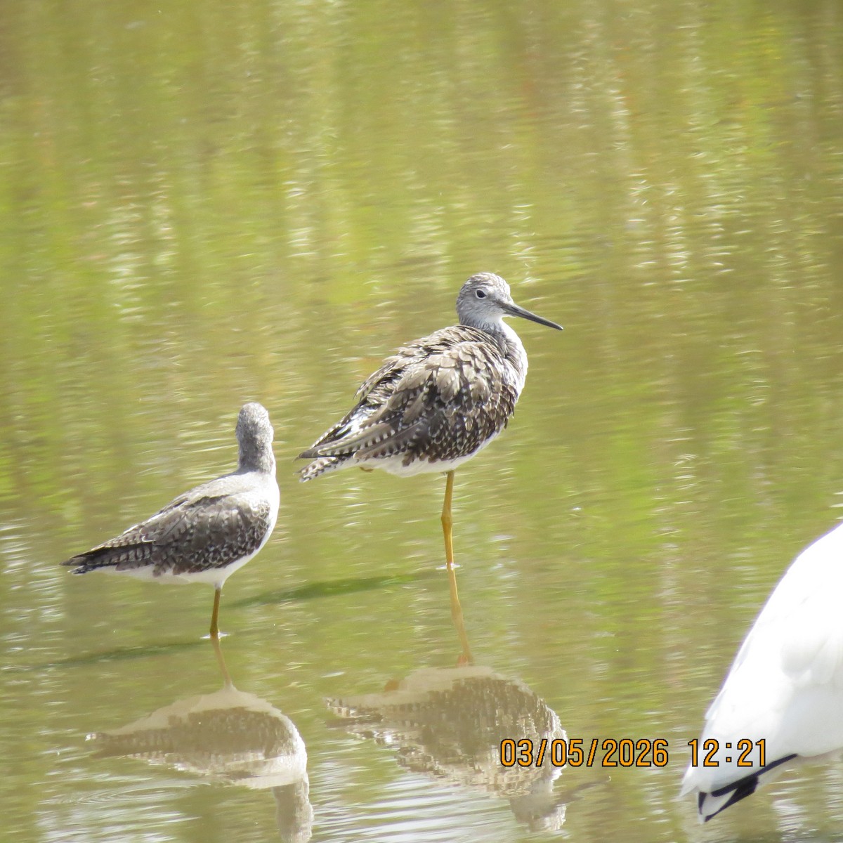 Пёстрый улит - ML652264521