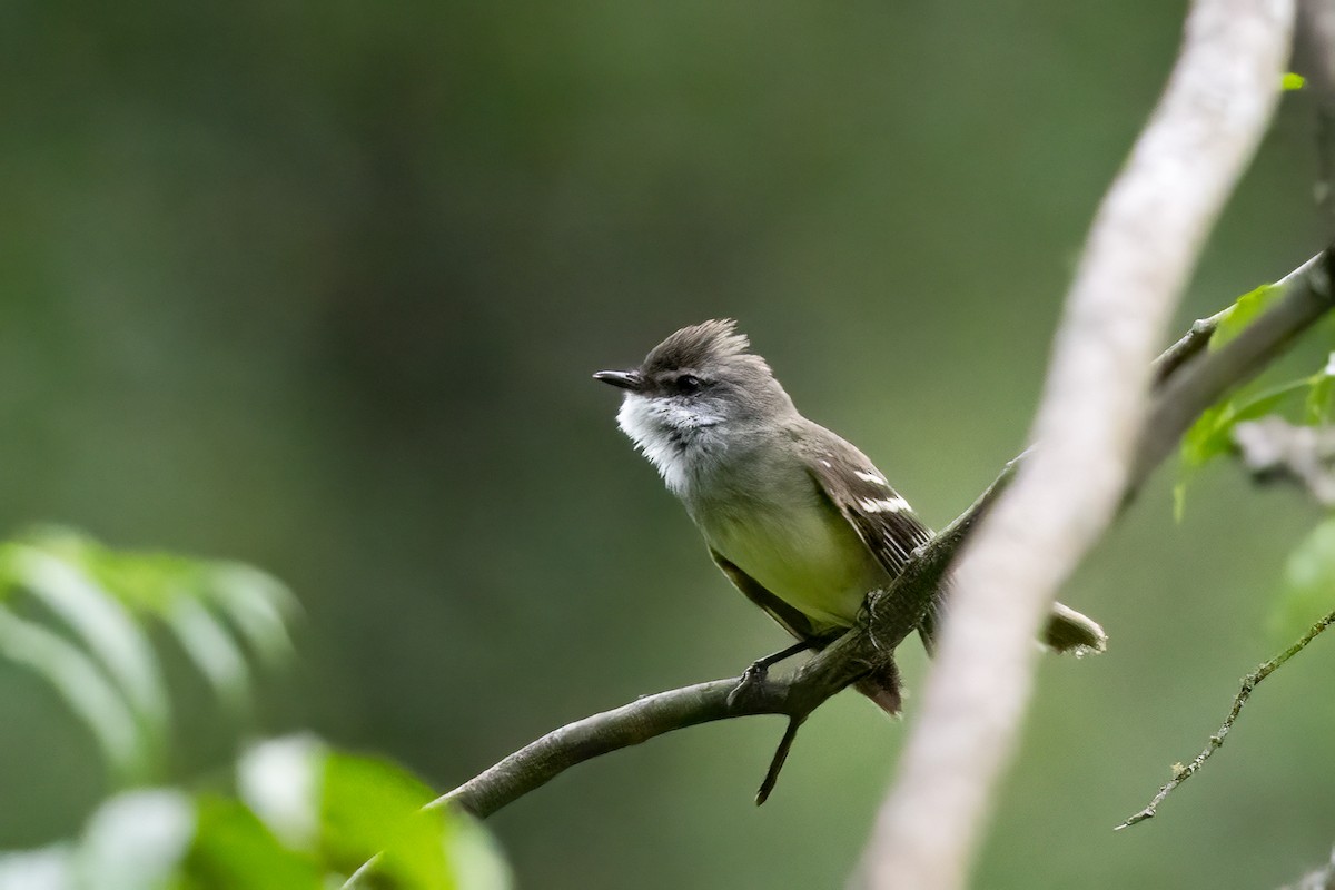 White-throated Tyrannulet - ML652264540