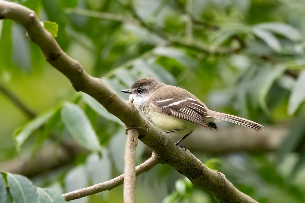 White-throated Tyrannulet - ML652264544