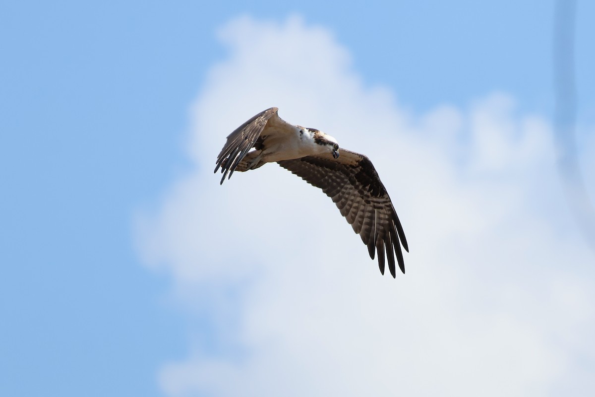 Osprey - ML652264587