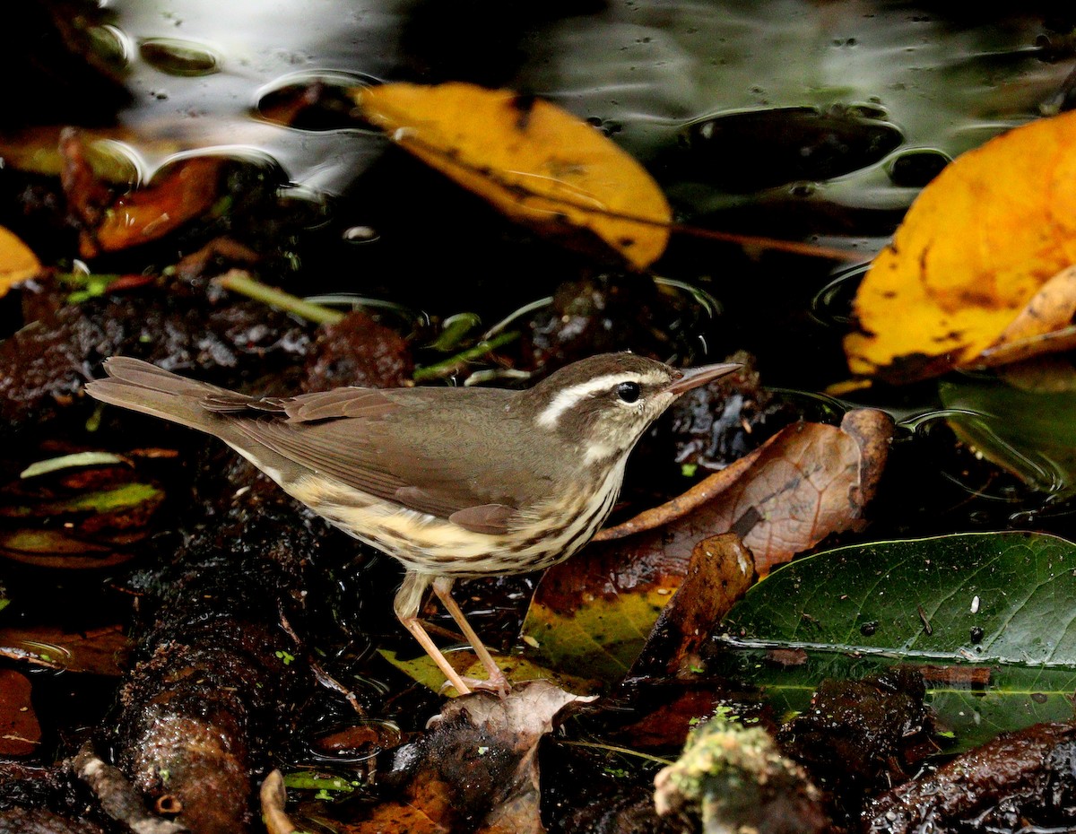 Смугастоволець білобровий - ML652264592