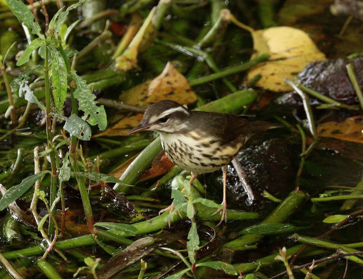 Смугастоволець білобровий - ML652264623
