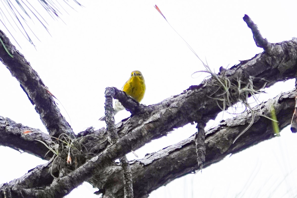 マツアメリカムシクイ - ML652264670