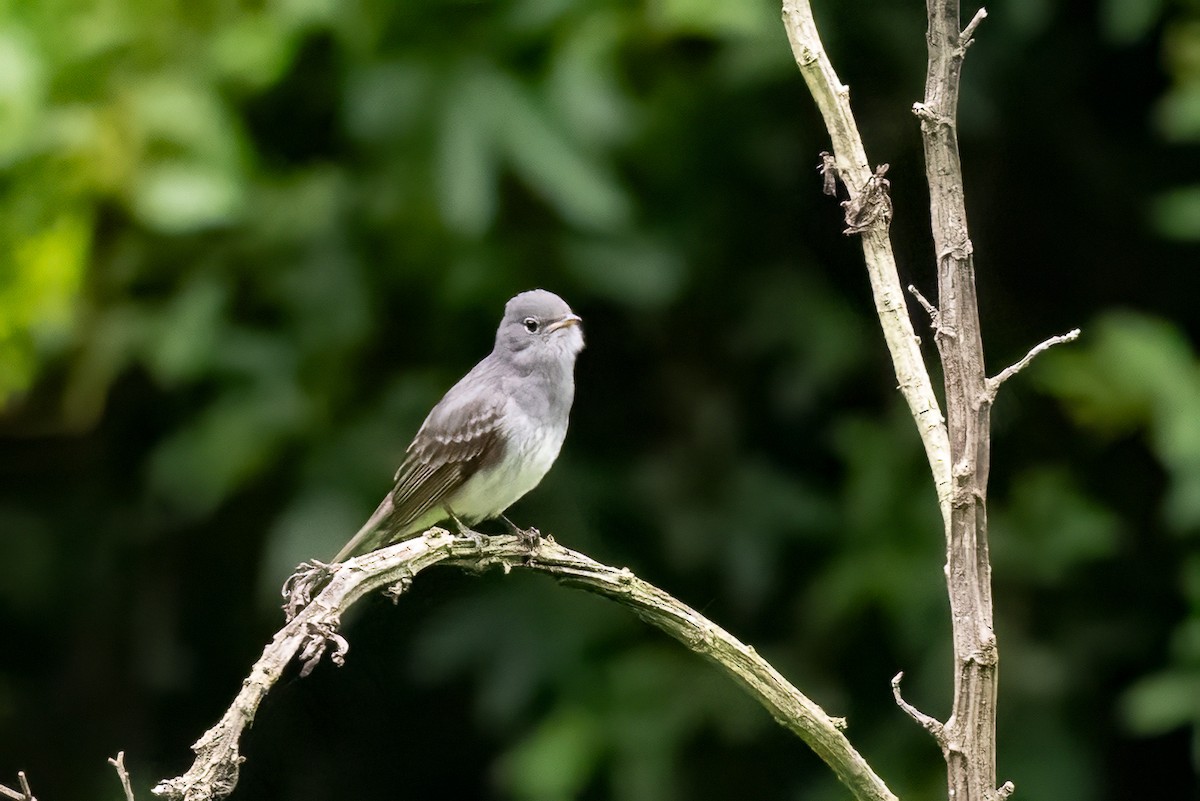 Slaty Elaenia - ML652264672