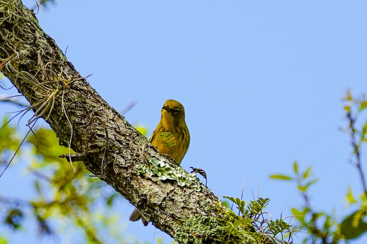 マツアメリカムシクイ - ML652264673